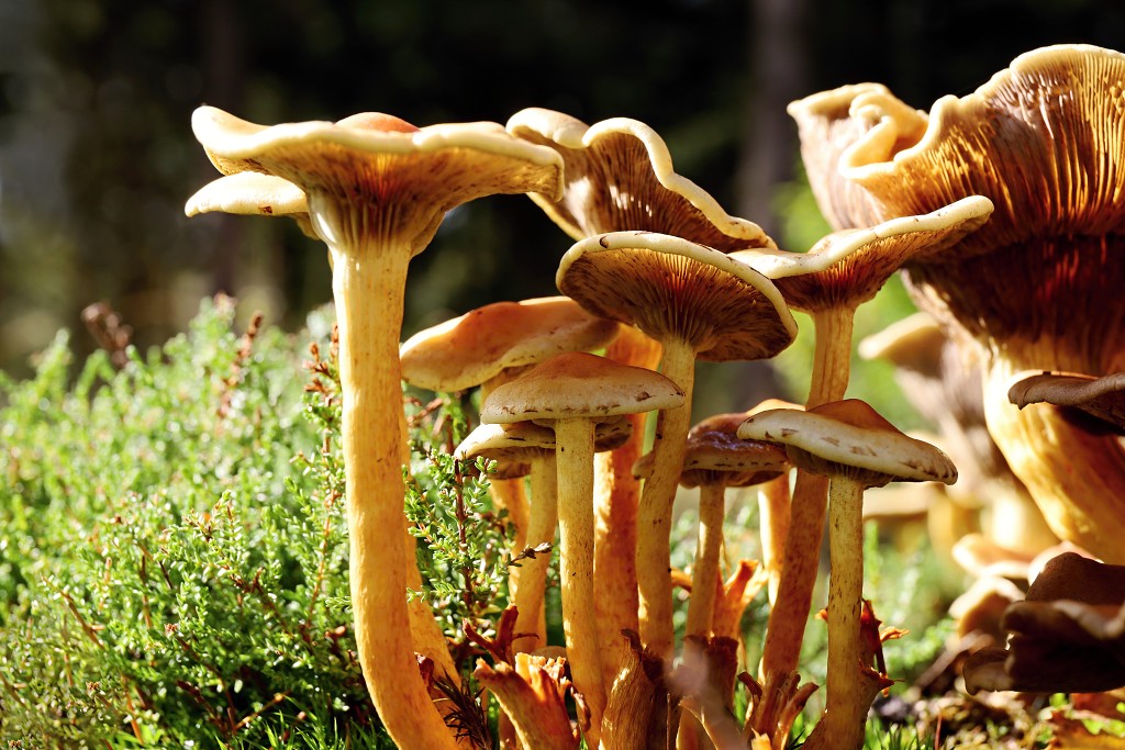paddenstoel paddenstoelen paddestoel paddestoelen schimmel zwam schimmels zwammen hdr paddo paddos champignon champignons herfst najaar